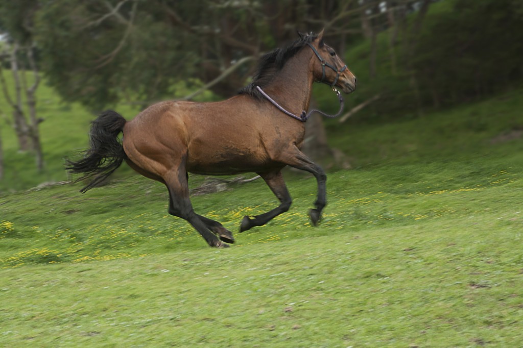 Our Mission - The Equine Soundness Association of North America